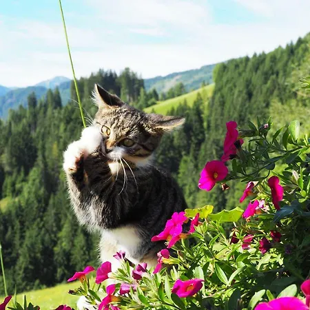 Hinterburgschwaig Hof *