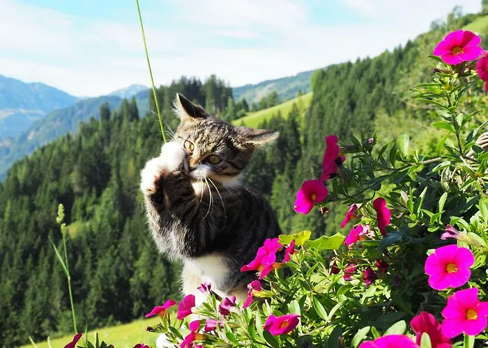 Hinterburgschwaig Hof *